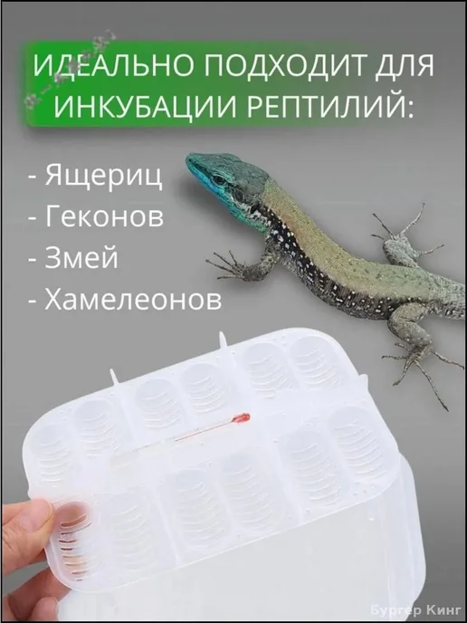 Инкубатор для рептилий, 12 ячеек с термометром, вариант, фото 2