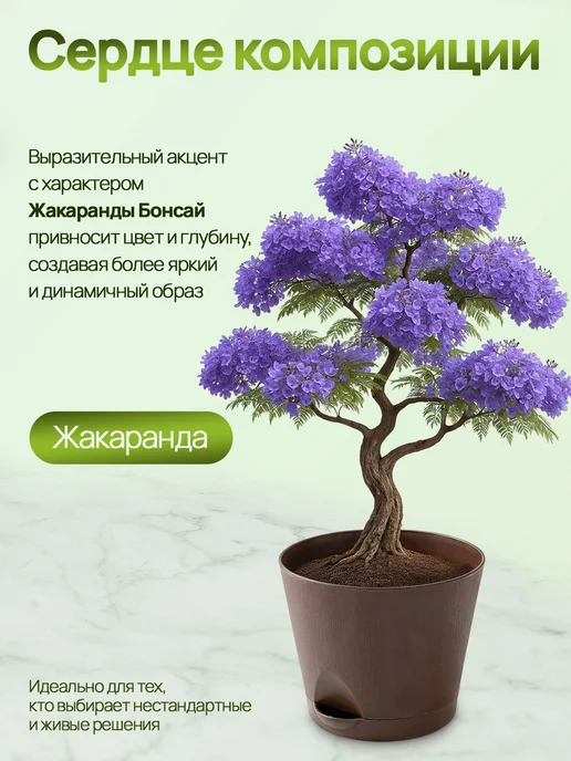 Бонсай большой подарочный набор для выращивания растений, вариант, фото 6