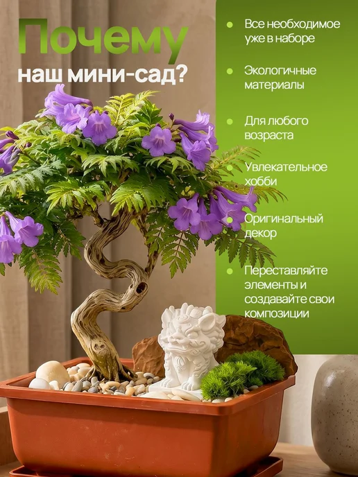 Бонсай большой подарочный набор для выращивания растений, вариант, фото 8