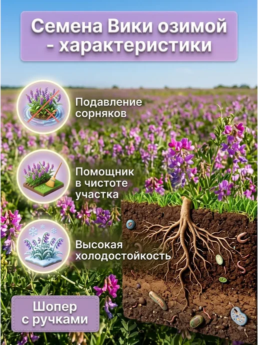 Семена Вики озимой 3 кг сидерат для посева, 3 кг, фото 2