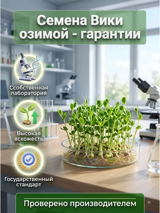 Семена Вики озимой 3 кг сидерат для посева, 3 кг, фото 5