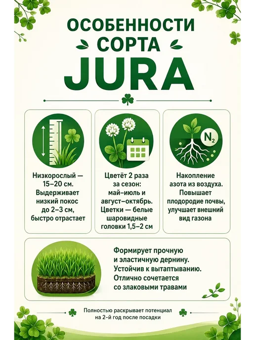 Клевер белый низкорослый ползучий семена сорт Юра 150 гр, 150 г, фото 3