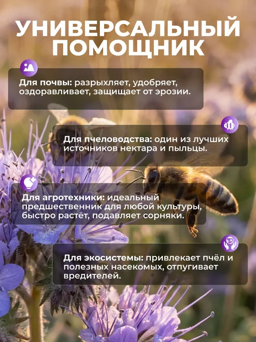 Семена фацелии сидерат, 1кг, 1 кг, фото 2