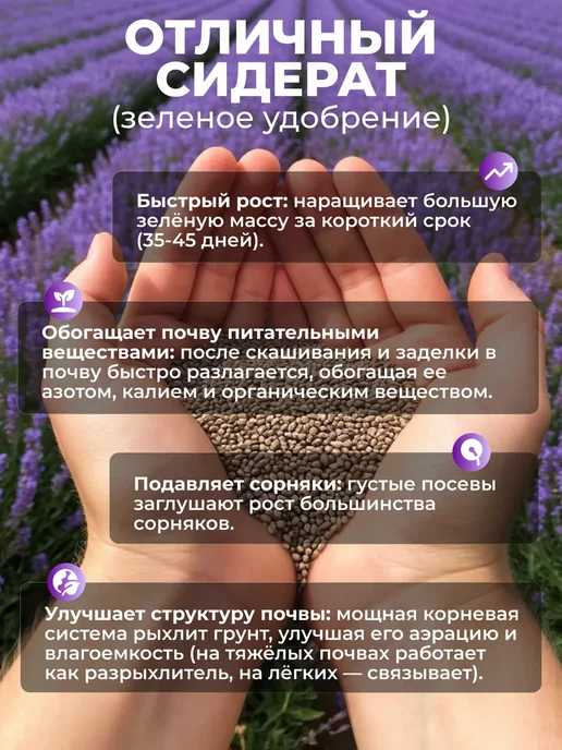 Семена фацелии сидерат, 1кг, 1 кг, фото 3