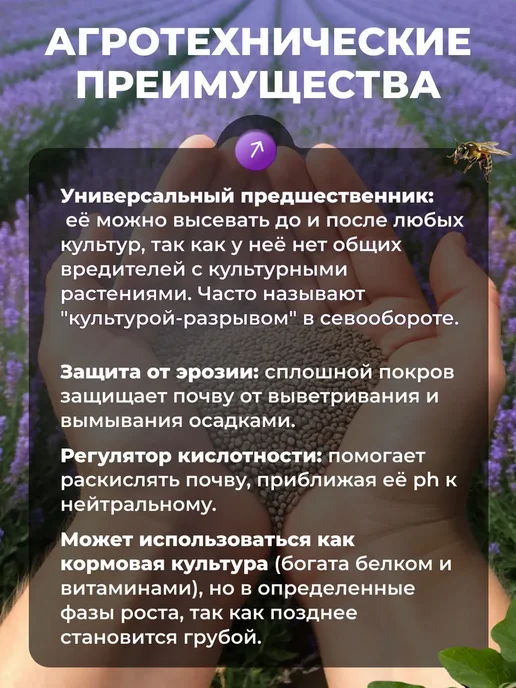Фацелия сидерат семена, 2 кг, 2 кг, фото 6