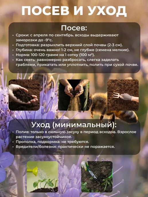 Фацелия сидерат семена, 2 кг, 2 кг, фото 7
