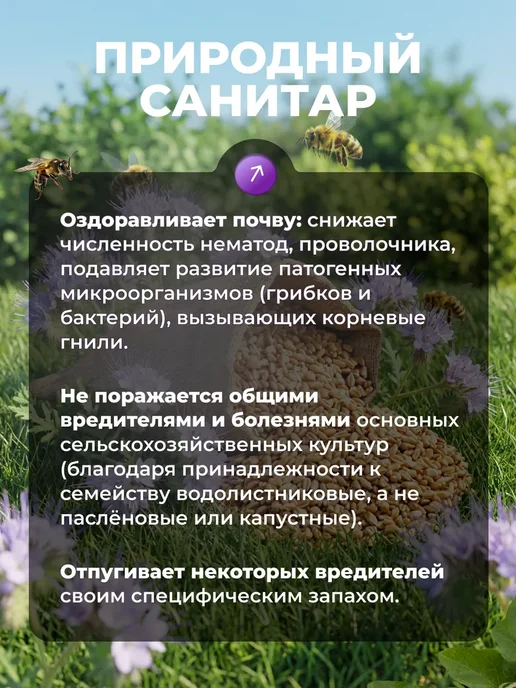 Фацелия сидерат семена, вариант, фото 5
