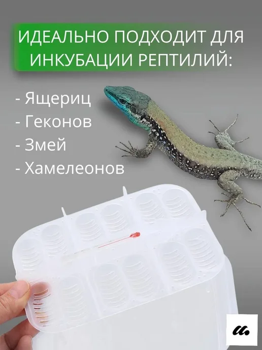 Инкубатор для рептилий 12 ячеек, вариант, фото 2