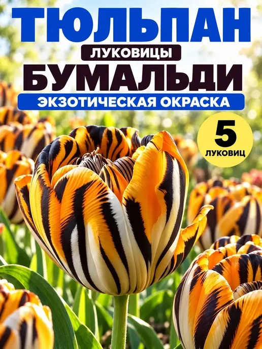 САД ГАРАНТ Луковицы тюльпанов Бумальди 5 шт, 5 шт