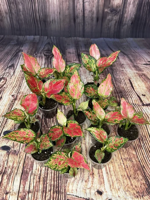 Аглаонема красная rich red саженец живой цветок, красный, фото 2