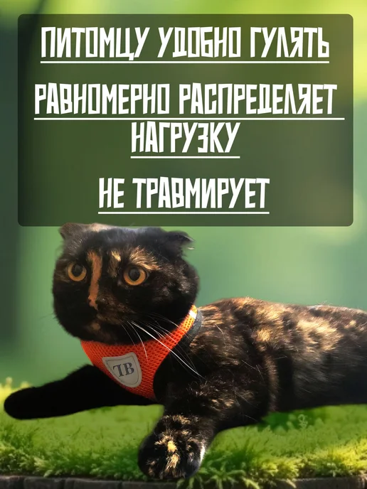 анатомия ремня безопасности, вариант, фото 8