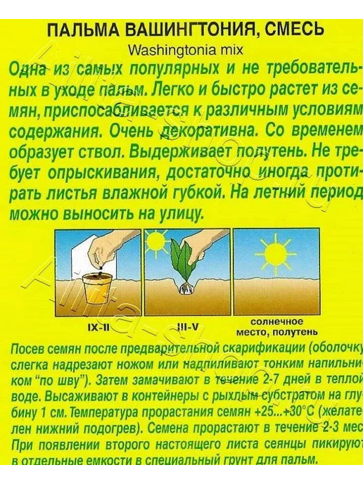 Семена ПАЛЬМА ВАШИНГТОНИЯ РОБУСТА, вариант, фото 2