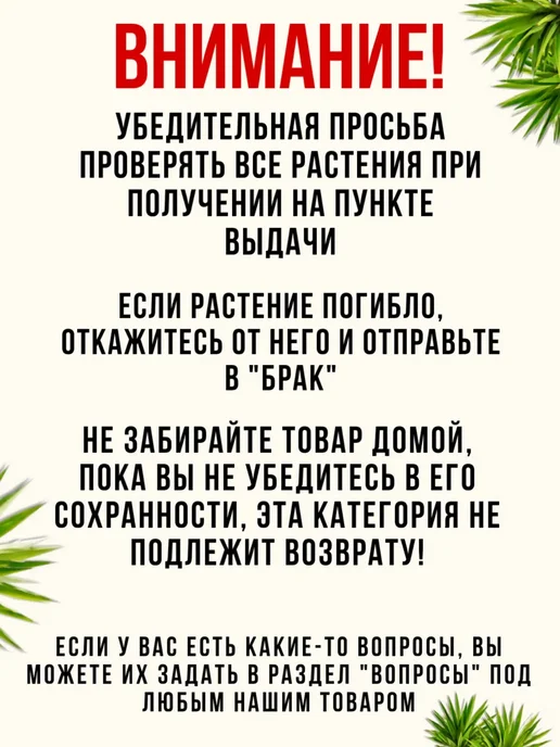 Шепот лепестков Сингониум Неон Пинк укоренённый черенок для доращивания, вариант, фото 6