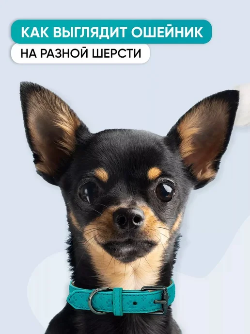 Голубой кожаный ошейник для собак и щенков всех пород, L, голубой, фото 5