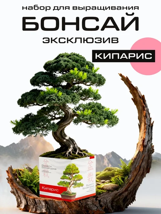 Набор для выращивания растений бонсай. Кипарис, вариант