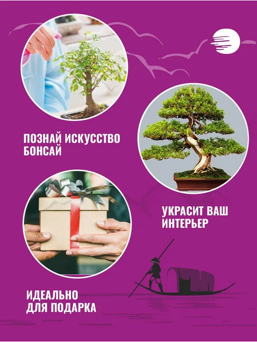 Набор для выращивания растений бонсай. Кипарис, вариант, фото 3
