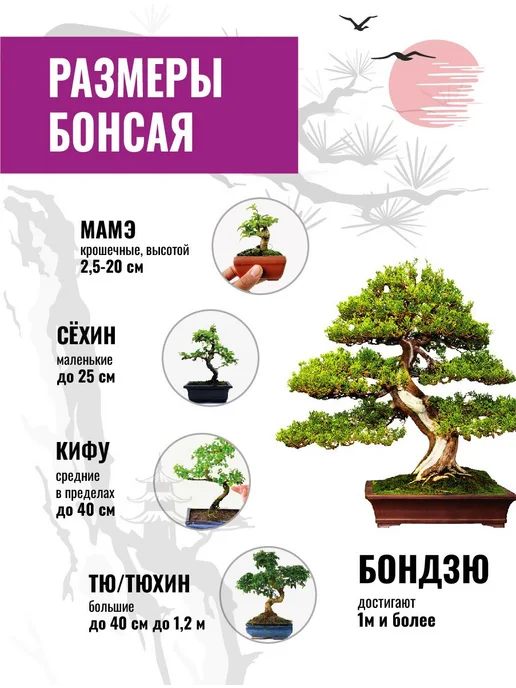Набор для выращивания растений бонсай. Кипарис, вариант, фото 4
