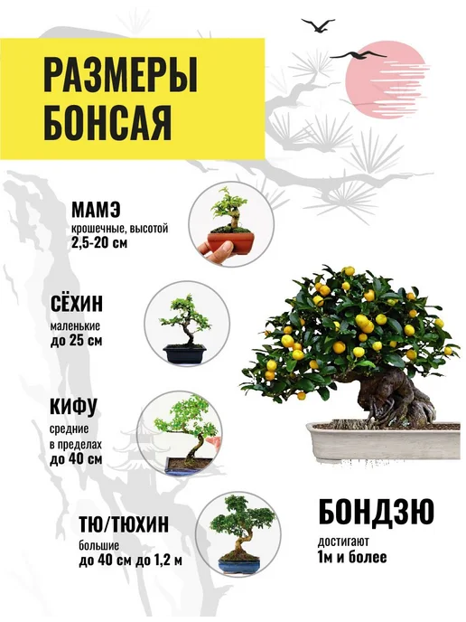Набор для выращивания растений бонсай. Лимон, вариант, фото 4