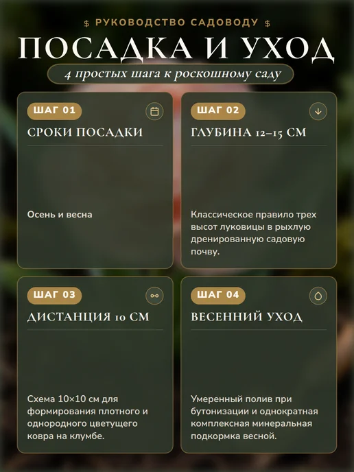Набор Нарцисс тюльпан ранункулюс многолетние луковицы, красный, фото 2