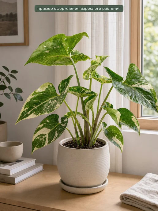 sinitsa_leaf Сингониум Панда, живое растение в горшке П9, 1шт, 1 шт, фото 2