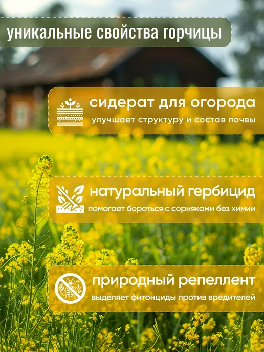 Горчица семена сидерат 1 кг, 1 кг, фото 2