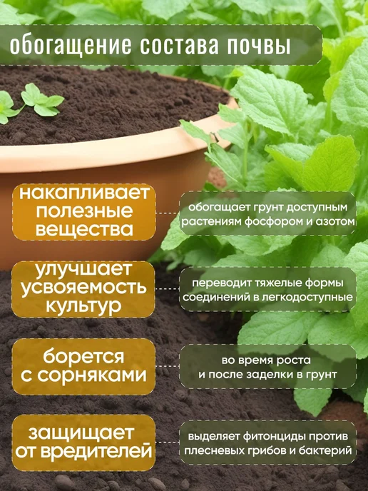 Горчица семена сидерат 1 кг, 1 кг, фото 4