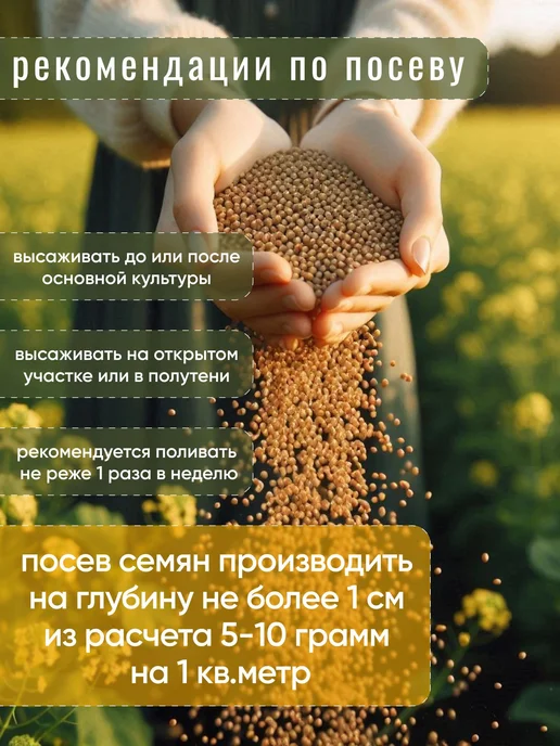 Горчица семена сидерат 1 кг, 1 кг, фото 5