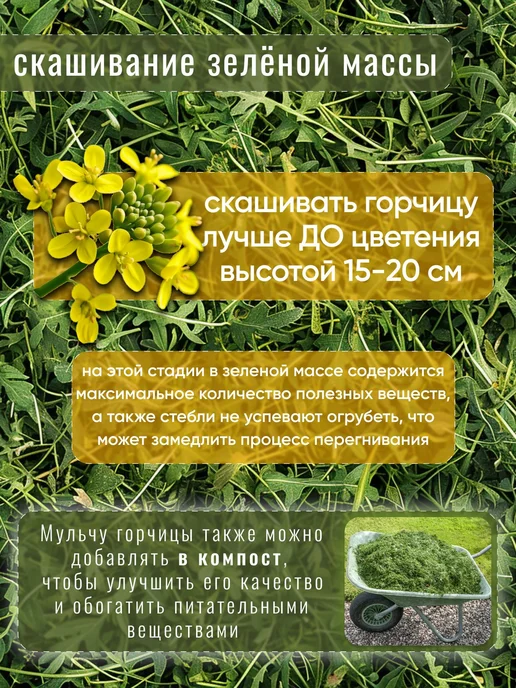 Горчица семена сидерат 1 кг, 1 кг, фото 6