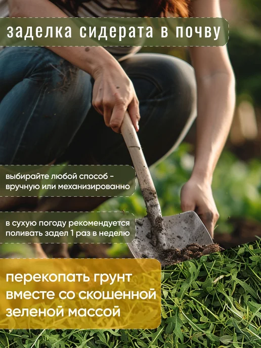 Горчица семена сидерат 1 кг, 1 кг, фото 7