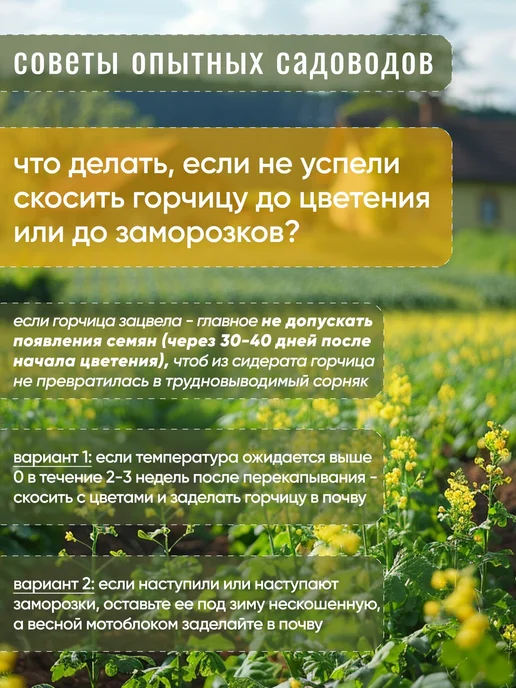 Горчица семена сидерат 1 кг, 1 кг, фото 8