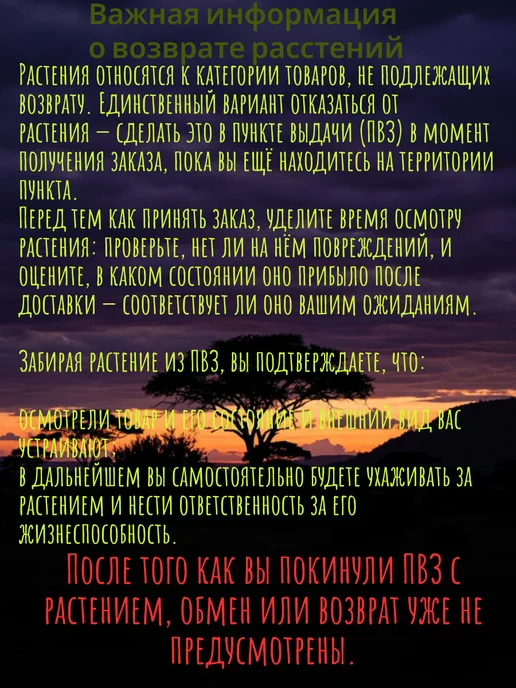 Кодиеум Мамми (кротон) комнатное живое растение, вариант, фото 7