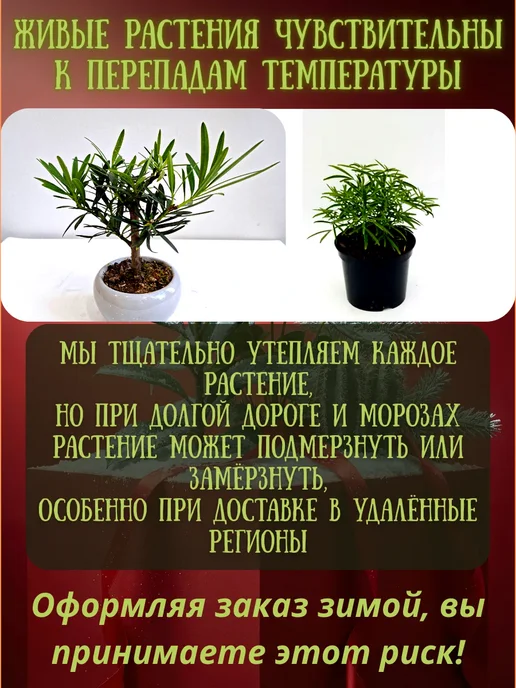 Шепот лепестков Калатея Фредди уккорененный черенок живое растение, вариант, фото 5