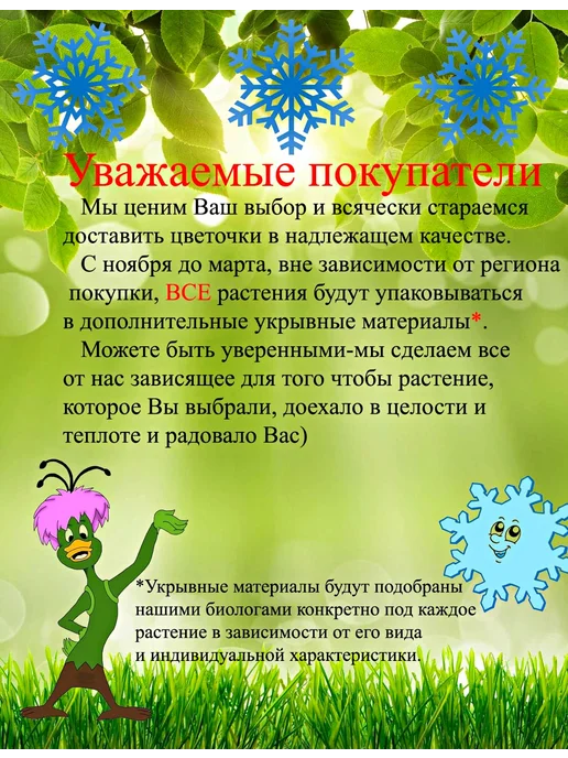 Это наш сад Аглаонема Суксон Джайпонг D-5, зеленый, фото 2